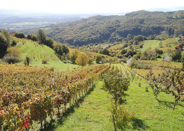 Vineyard Janko & Metka